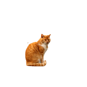 Related cat image: A Ginger Cat Sits By The Harbor In Krk, Croatia, Offering A Charming Urban Scene. 17262
